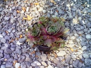 Sempervivum hybridus 'Rubrum' - netřesk červený