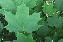 Acer platanoides ´Columnare´ - javor mléč