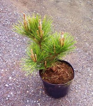 Pinus thunbergii 'Banchoho' - borovice Thunbergova