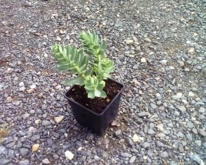 Euphorbia myrsinites - pryšec myrtovitý