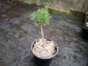 Pinus mugo ´Minikip´ - borovice kleč