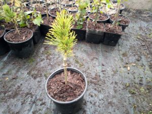 Pinus mugo 'Carsten' - borovice kleč