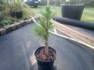 Pinus thunbergii ´Maijima´ - borovice thunbergova