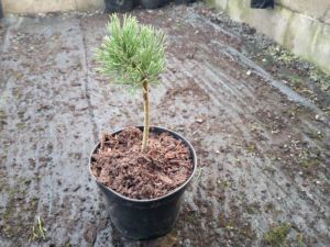 Pinus mugo ´Trompenburg´ - borovice kleč