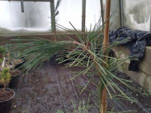 Pinus densiflora ´Pendula´ - borovice hustokvětá