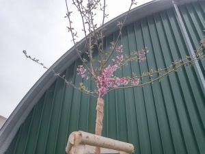 Prunus subhirtella 'Fukubana' - višeň chloupkatá