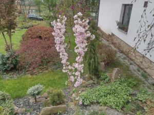 Prunus serrulata 'AMANOGAWA' - višeň pilovitá