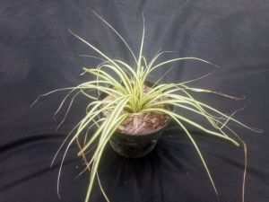 Carex oshimensis 'EVERGOLD' - Ostřice ošimenská