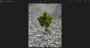 Pinus mugo ´Winter Gold´ - borovice kleč