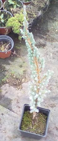 Juniperus squamata 'Hune Torp' - jalovec stěsnaný
