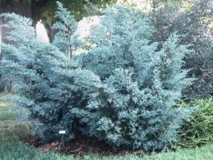 Juniperus virginiana 'Grey Owl' - jalovec virdžínský
