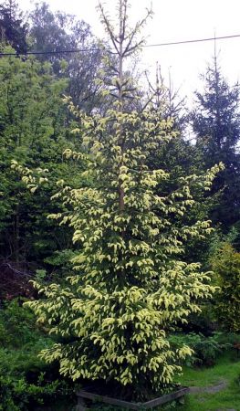 Picea abies 'Aureo-spicata' - smrk ztepilý