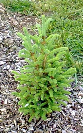 Picea abies 'Fastigiata Glauca' - smrk ztepilý
