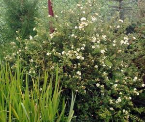 Potentilla fruticosa ‘Abbotswood’- mochna křovitá