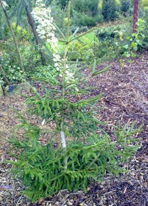 Picea orientalis 'Greenspire' - smrk východní