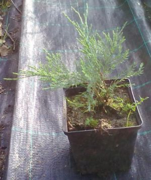 Juniperus sabina 'Femina' - jalovec chvojka