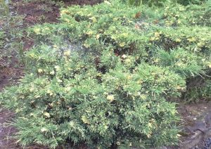 Juniperus sabina 'Variegata' - jalovec chvojka