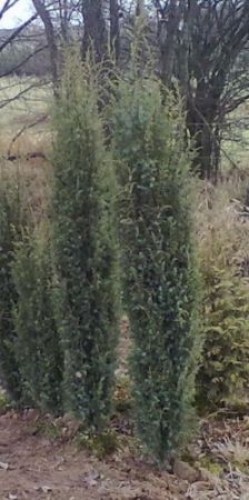 Juniperus communis 'Hibernica' - jalovec obecný