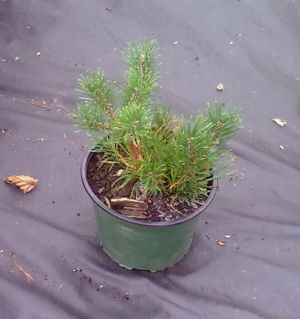 Pinus mugo 'Pumilio' - borovice kleč