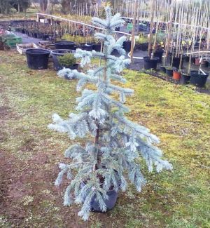 Picea pungens 'BLUE DIAMOND' - smrk pichlavý