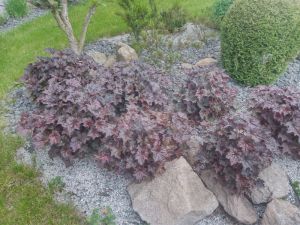 Heuchera hybrida 'Pallace Purple' - dlužicha červený list