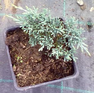 Juniperus horizontalis 'Blue Moon' - jalovec vodorovný