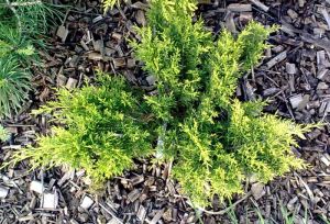 Juniperus media 'Mordigan Aurea' - jalovec prostřední