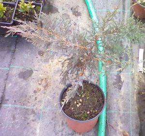 Juniperus horizontalis 'Plumosa' - jalovec vodorovný