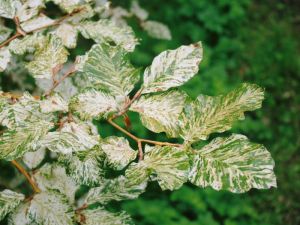 Fagus sylvatica ´Franken´ - buk lesní 