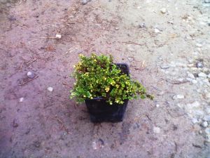 Thymus x citriodorus Doone Valley - mateřídouška vonná, citrónová