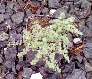 Thymus vulgaris - sivá - mateřídouška