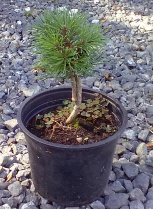 Pinus mugo 'Hesse' - borovice kleč