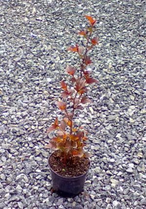 Physocarpus opulifolius 'Andre' - tavola kalinolistá