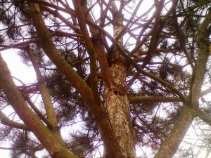 Juniperus chinensis ´Pfitzeriana Glauca´ - jalovec čínský 