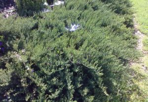 Juniperus sabina ´Tamariscifolia´ - jalovec chvojka