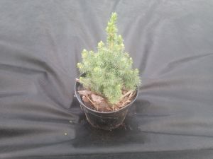 Picea glauca ´Blue Wonder´ - smrk sivý