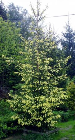 Picea orientalis ´Aureospicata´ - smrk východní