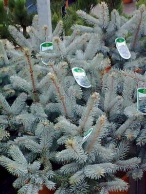 Picea pungens ´Hoopsii´  - smrk pichlavý