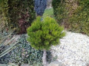 Pinus leucodermis ´Schmidtii´ - borovice bělokorá