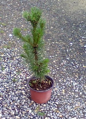 Pinus mugo ´Frisia´ - borovice kleč