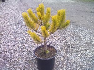Pinus mugo ´Golden Glow´ - borovice kleč