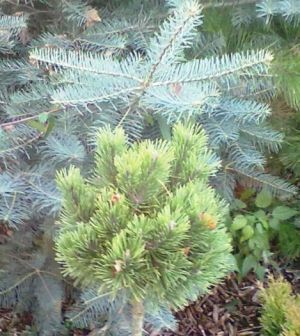 Pinus mugo ´Hesse´ - borovice kleč