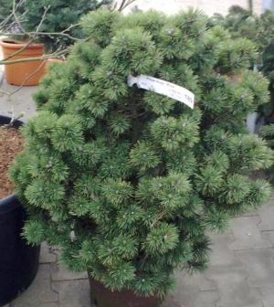 Pinus mugo ´Mops´ - borovice kleč