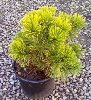 Pinus mugo ´Winter Gold´ - borovice kleč