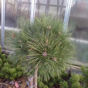 Pinus nigra ´Brepo´ - borovice černá 