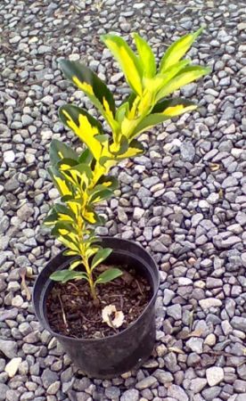 Euonymus japonicum 'Variegatus' - brslen japonský 
