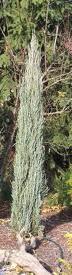 Juniperus scopulorum ´Skyrocket´ - jalovec skalní