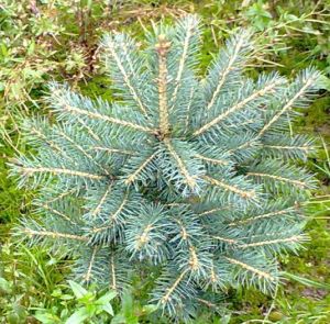 Picea pungens - smrk pichlavý