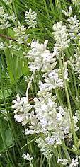 Lavandula angustifolia ´Edelweiss´ - levandule úzkolistá