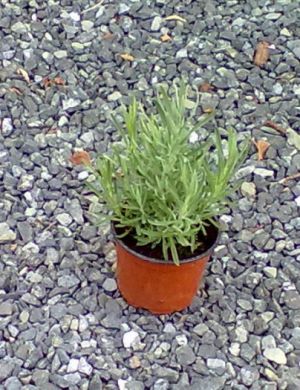 Lavandula angustifolia ´Rosea´ - levandule úzkolistá